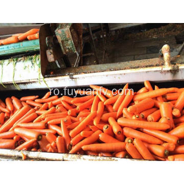 Hrănire morcov proaspăt de mare dimensiune